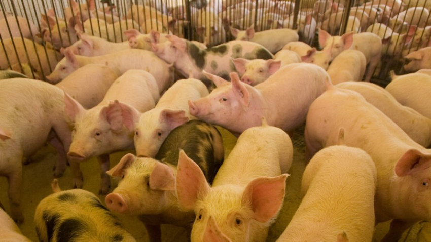 Santa Catarina inaugura mercado de biometano para fortalecer indústria e agronegócio